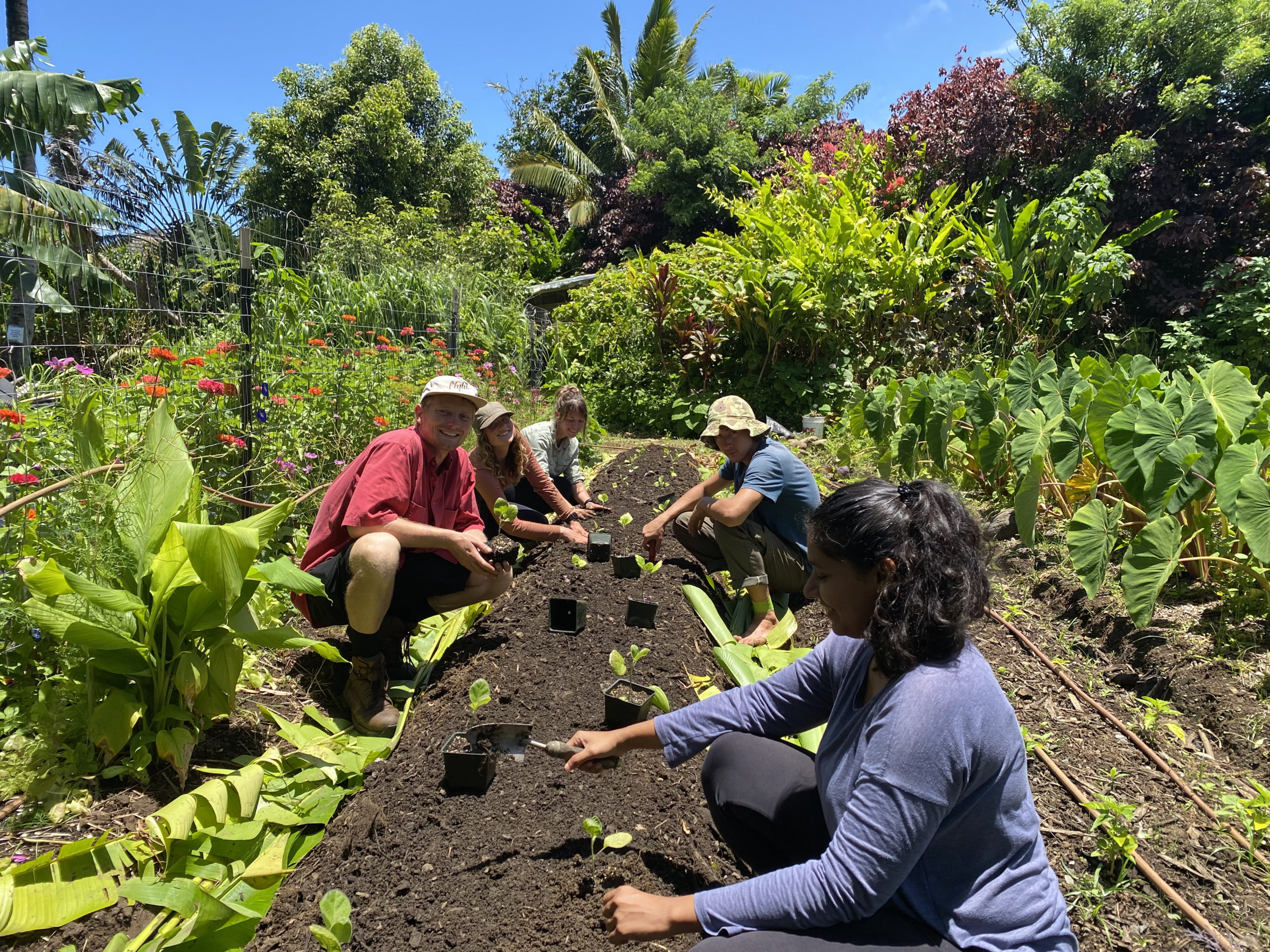 Farm interns planting a row of peppers at Hale Akua organic farm