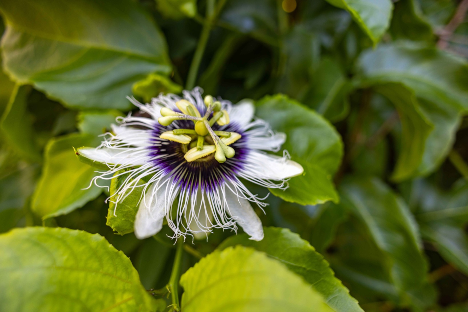 Lilikoi aka passion flower blossoming in spring at our Hale Akua organic farm in Maui